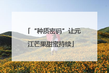 “种质密码”让元江芒果甜蜜持续