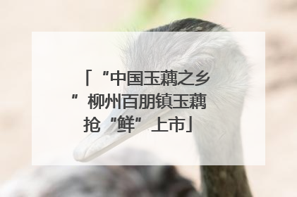 “中国玉藕之乡”柳州百朋镇玉藕抢“鲜”上市
