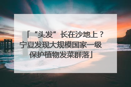 “头发”长在沙地上？宁夏发现大规模国家一级保护植物发菜群落