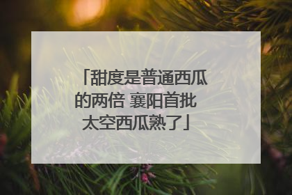 甜度是普通西瓜的两倍 襄阳首批太空西瓜熟了
