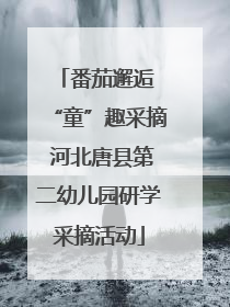 番茄邂逅 “童”趣采摘 河北唐县第二幼儿园研学采摘活动