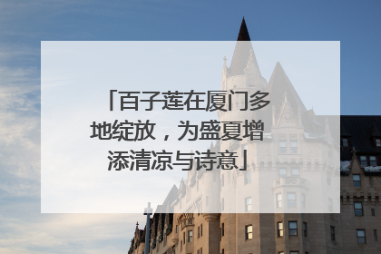 百子莲在厦门多地绽放，为盛夏增添清凉与诗意