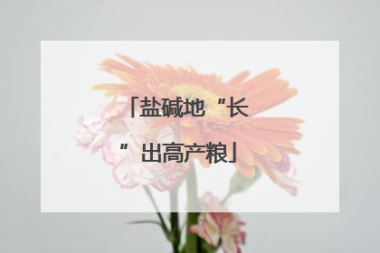 盐碱地“长”出高产粮