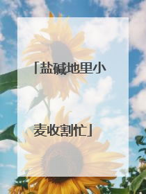 盐碱地里小麦收割忙