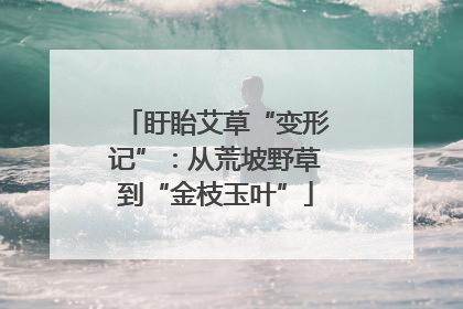 盱眙艾草“变形记”：从荒坡野草到“金枝玉叶”