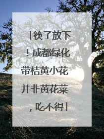 筷子放下！成都绿化带桔黄小花并非黄花菜，吃不得
