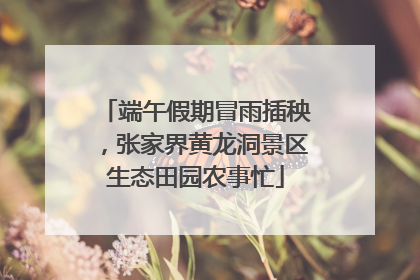 端午假期冒雨插秧，张家界黄龙洞景区生态田园农事忙