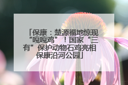 保康：楚源福地惊现“嘎嘎鸡”！国家“三有”保护动物石鸡亮相保康沿河公园