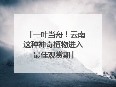 一叶当舟！云南这种神奇植物进入最佳观赏期