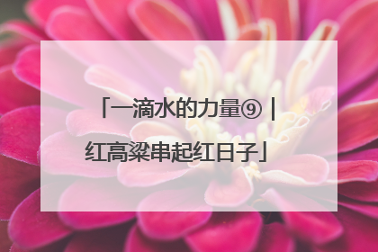 一滴水的力量⑨｜红高粱串起红日子