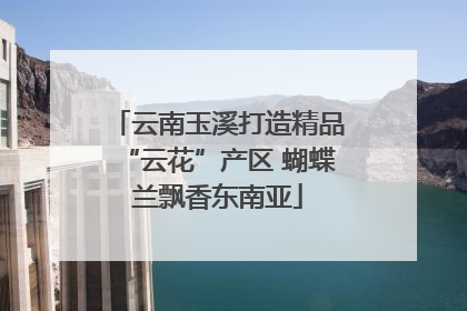 云南玉溪打造精品“云花”产区 蝴蝶兰飘香东南亚