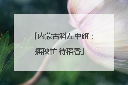 内蒙古科左中旗：插秧忙 待稻香