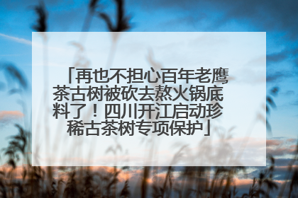 再也不担心百年老鹰茶古树被砍去熬火锅底料了！四川开江启动珍稀古茶树专项保护