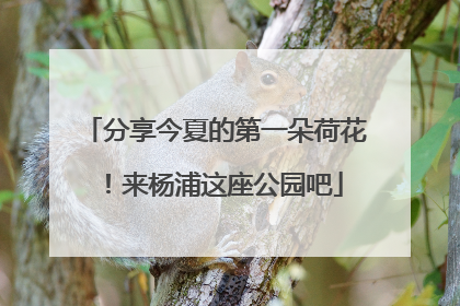 分享今夏的第一朵荷花！来杨浦这座公园吧
