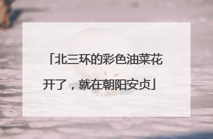 北三环的彩色油菜花开了，就在朝阳安贞