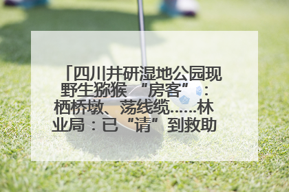 四川井研湿地公园现野生猕猴 “房客”：栖桥墩、荡线缆……林业局：已“请”到救助站，将放归自然