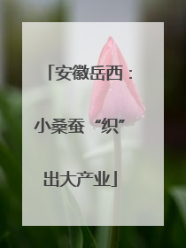 安徽岳西：小桑蚕“织”出大产业