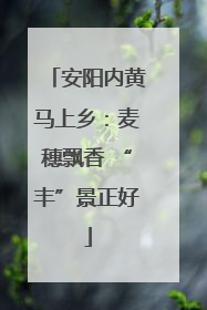 安阳内黄马上乡：麦穗飘香 “丰”景正好