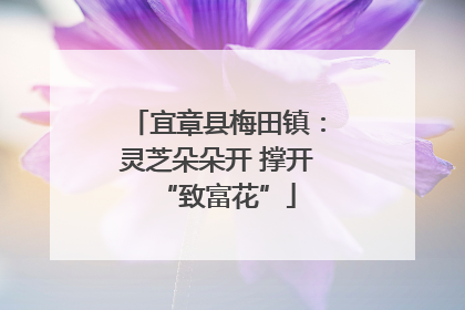 宜章县梅田镇：灵芝朵朵开 撑开“致富花”