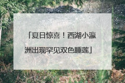 夏日惊喜！西湖小瀛洲出现罕见双色睡莲