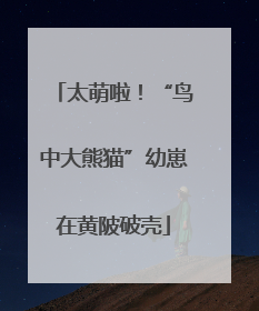 太萌啦！“鸟中大熊猫”幼崽在黄陂破壳