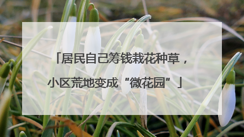 居民自己筹钱栽花种草，小区荒地变成“微花园”