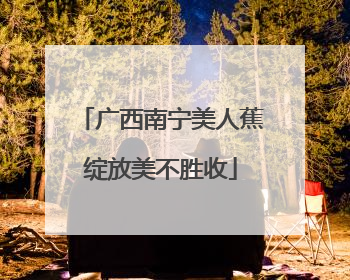 广西南宁美人蕉绽放美不胜收