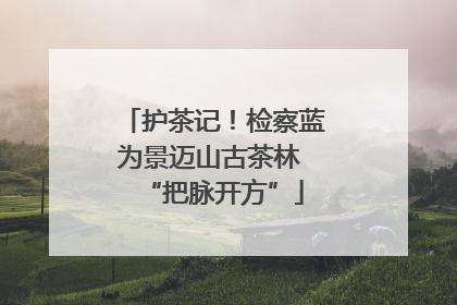 护茶记！检察蓝为景迈山古茶林 “把脉开方”