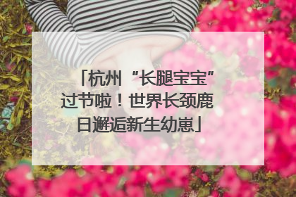 杭州“长腿宝宝”过节啦！世界长颈鹿日邂逅新生幼崽