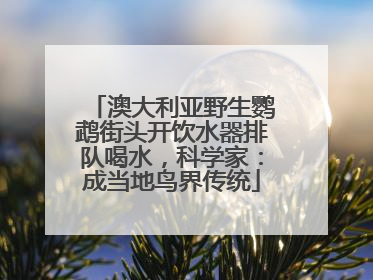 澳大利亚野生鹦鹉街头开饮水器排队喝水，科学家：成当地鸟界传统