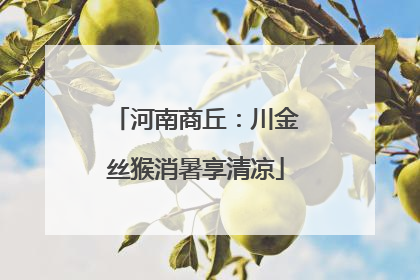 河南商丘：川金丝猴消暑享清凉