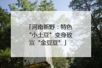 河南新野：特色“小土豆”变身致富“金豆豆”
