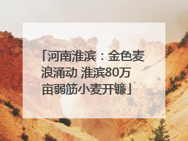 河南淮滨：金色麦浪涌动 淮滨80万亩弱筋小麦开镰