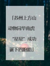 苏州上方山动物园华南虎“星星”成功诞下四胞胎