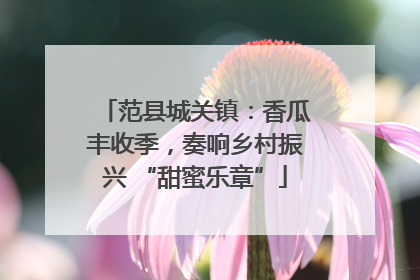 范县城关镇：香瓜丰收季，奏响乡村振兴 “甜蜜乐章”