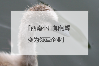 西南小厂如何蝶变为领军企业