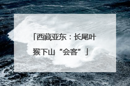西藏亚东：长尾叶猴下山“会客”