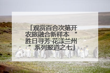 观赏百合次第开 农旅融合新样本 “胜日寻芳·花漾兰州”系列报道之七