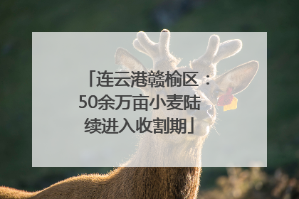 连云港赣榆区：50余万亩小麦陆续进入收割期