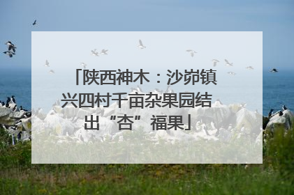 陕西神木：沙峁镇兴四村千亩杂果园结出“杏”福果