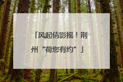 风起倩影摇！荆州“荷您有约”