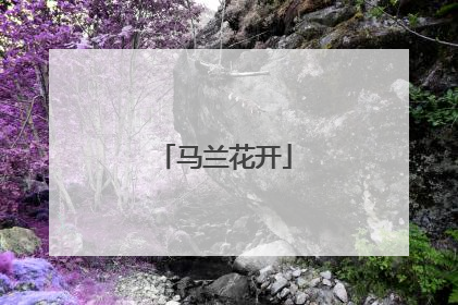 马兰花开
