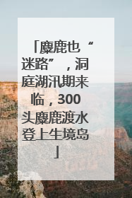 麋鹿也“迷路”，洞庭湖汛期来临，300头麋鹿渡水登上生境岛