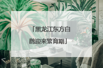 黑龙江东方白鹳迎来繁育期